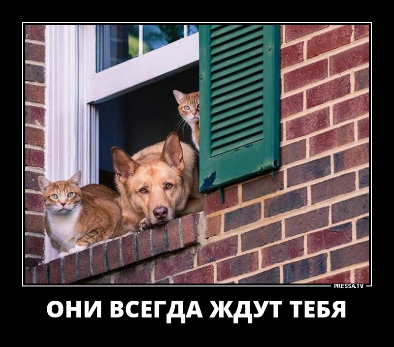 Они всегда ждут тебя