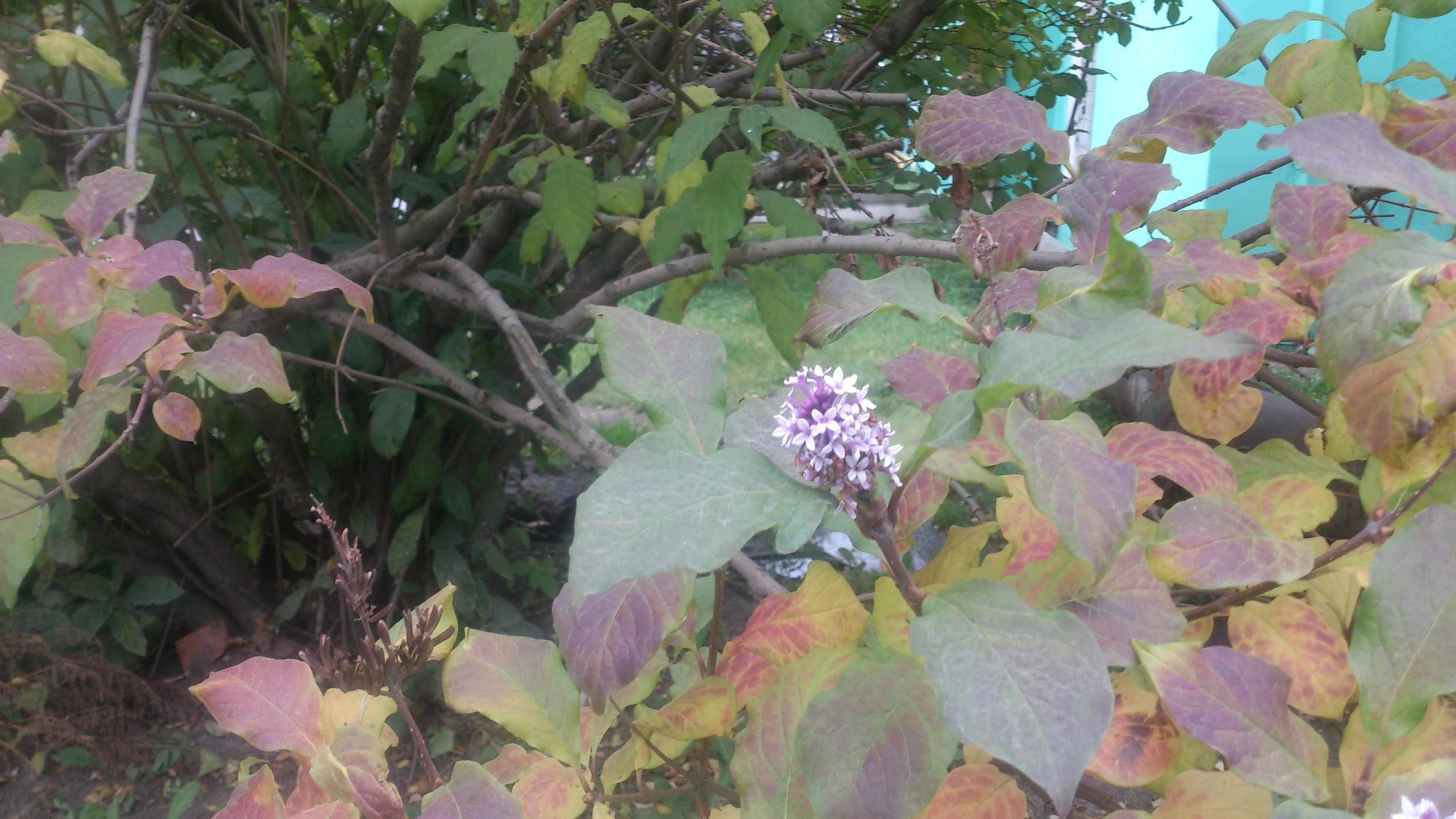 Цвет сирени в октябре