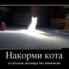 Накорми кота
