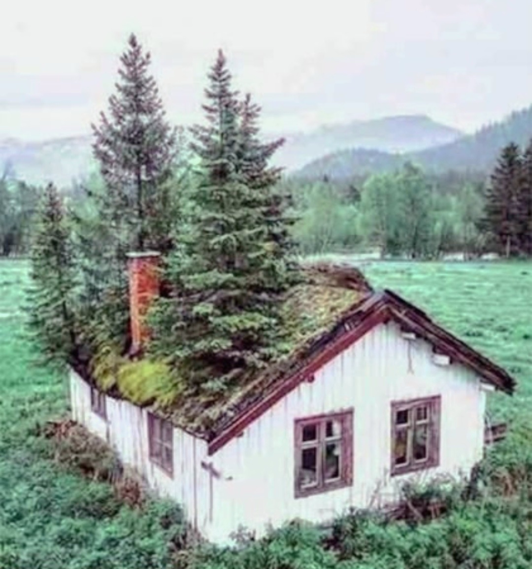 А ты вовремя выкидываешь йолку?