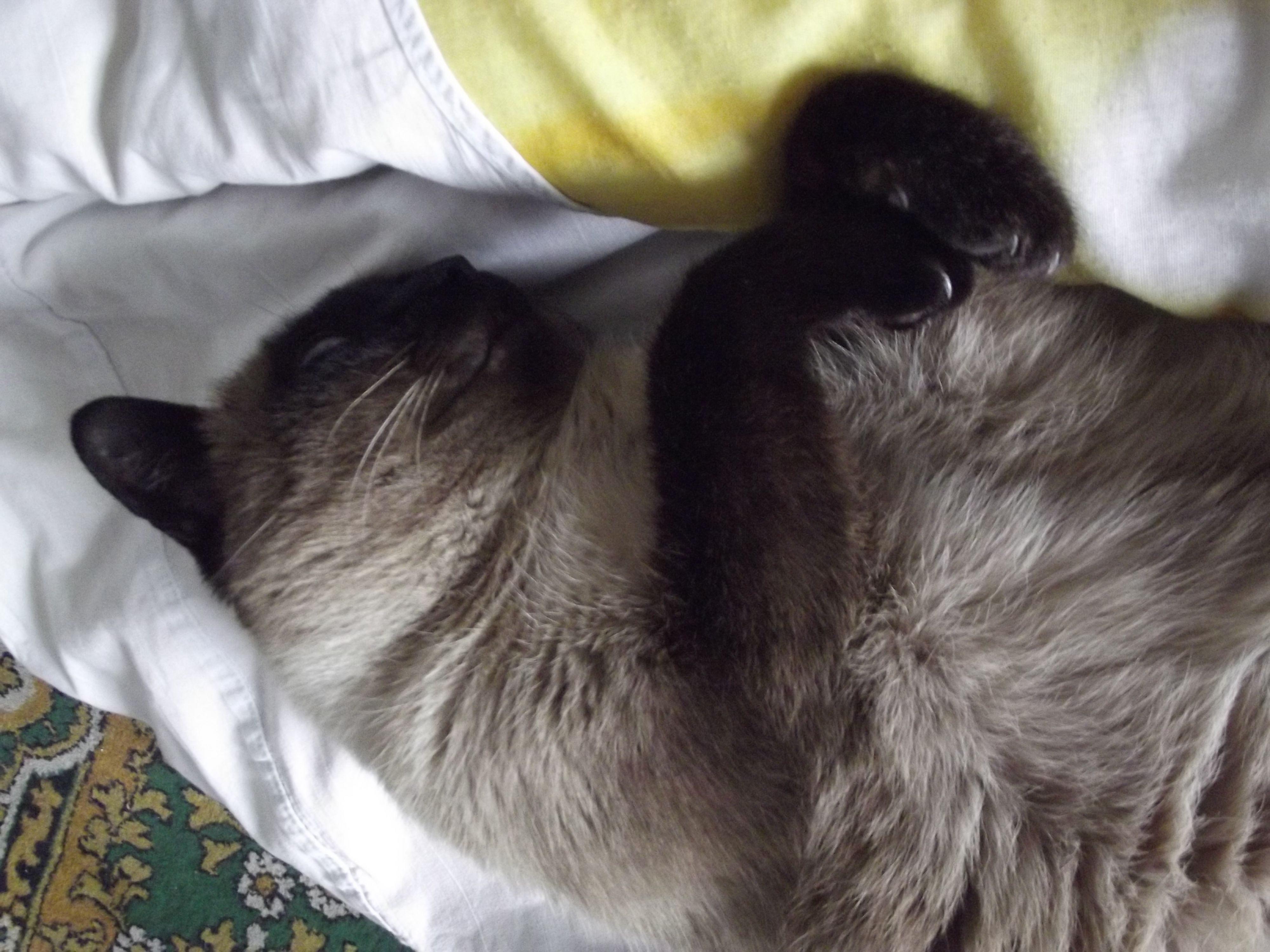 Старый котэ спит