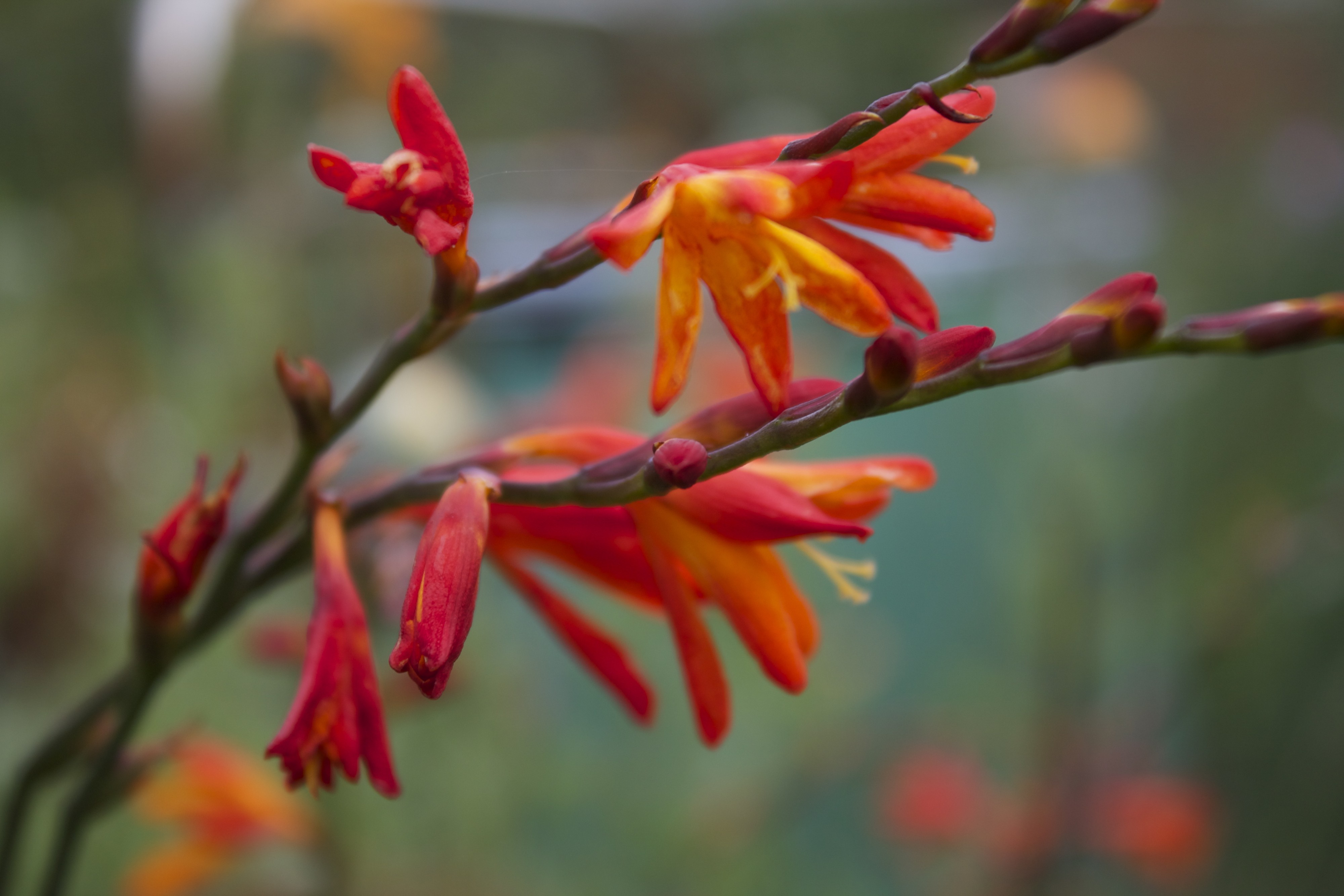 Японский гладиолус