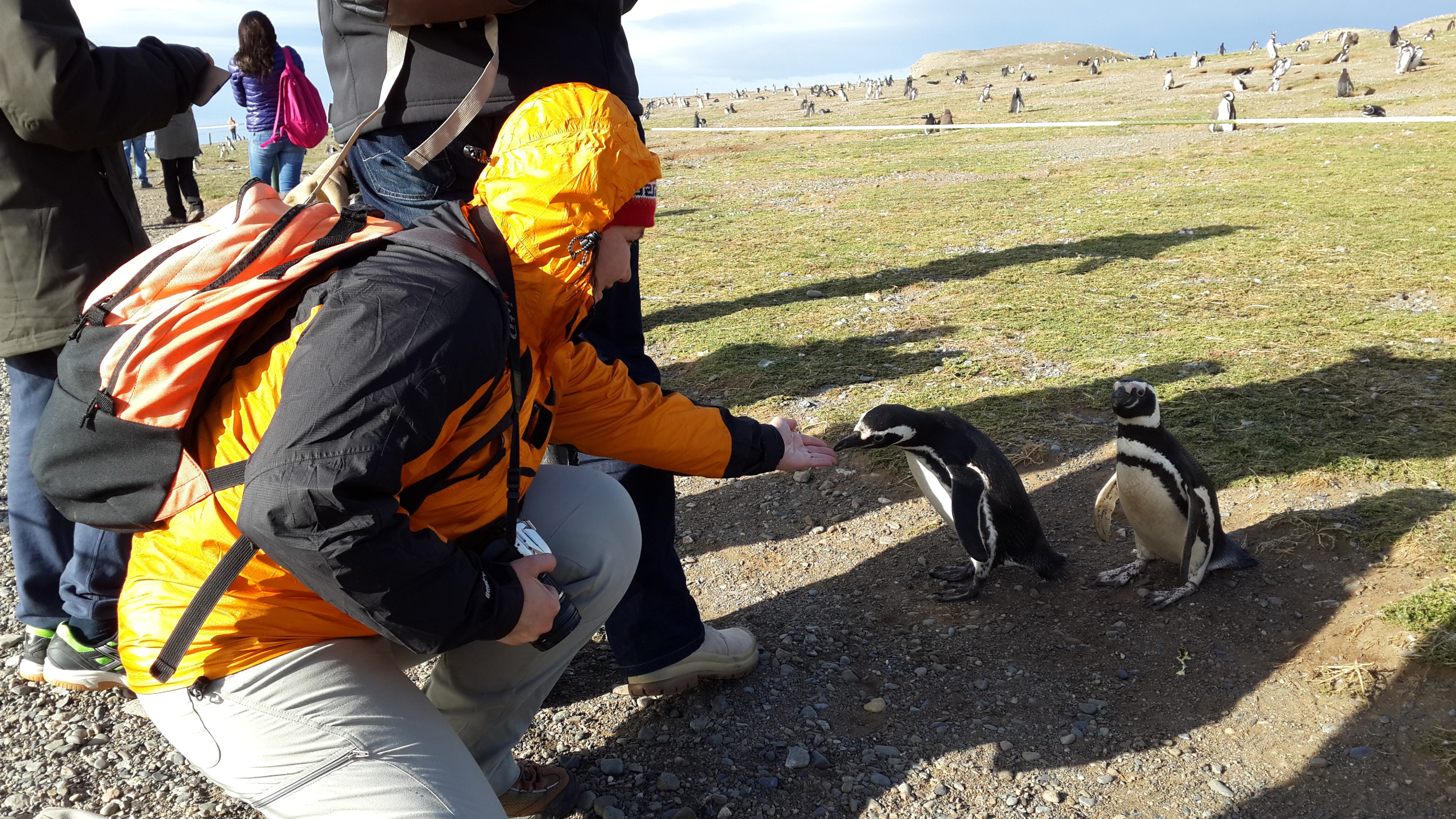 пингвины с рук моих едят 