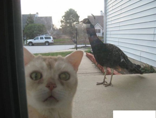 спой птичка..   (ой.. ёёй.. уже не надо))