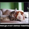 Товарищ
