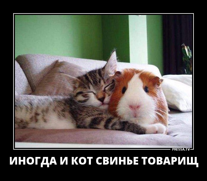 Товарищ