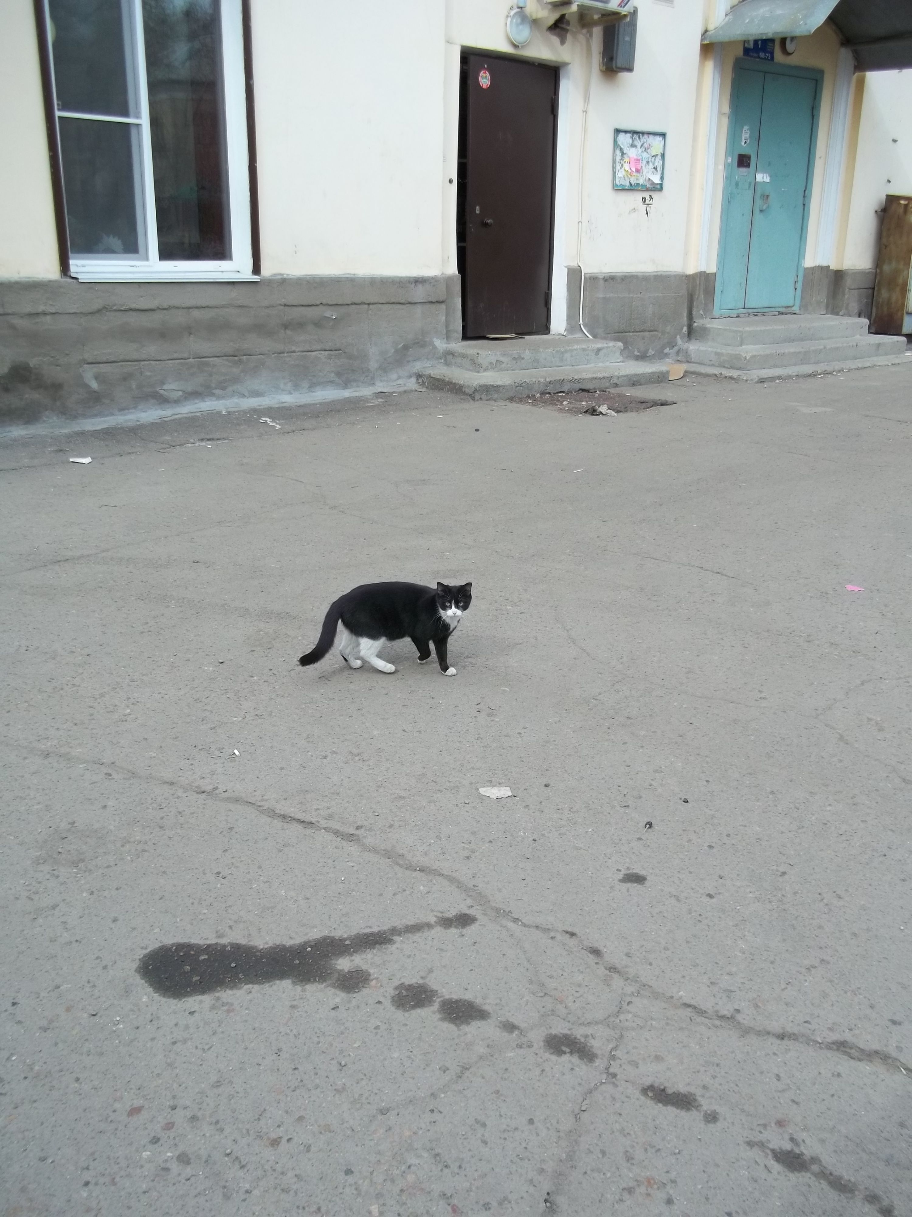 Кому бы дорогу перейти?