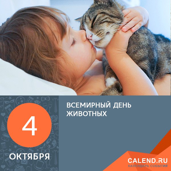 Погладь котэ!