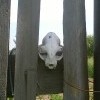 Забор соседа по даче_2