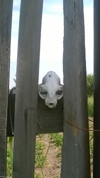 Забор соседа по даче_2