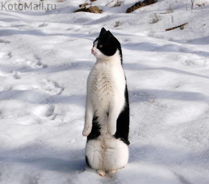 котэ как бэ пингвинэ