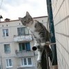Котэ