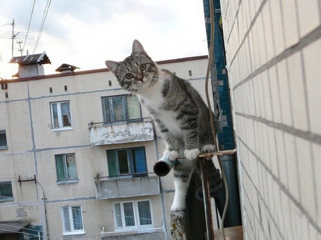 Котэ