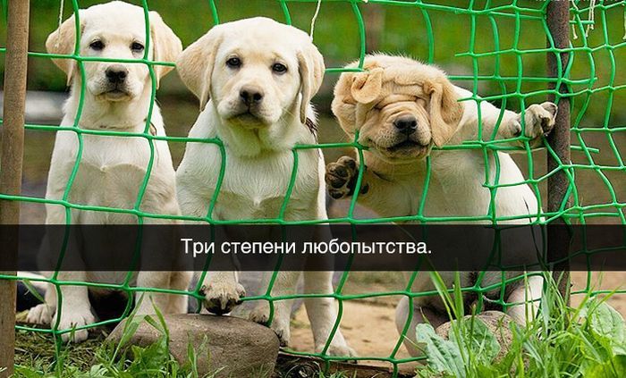 Три степени любопытства