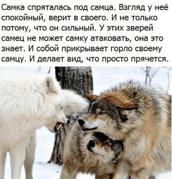 Самка