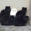 кошаки
