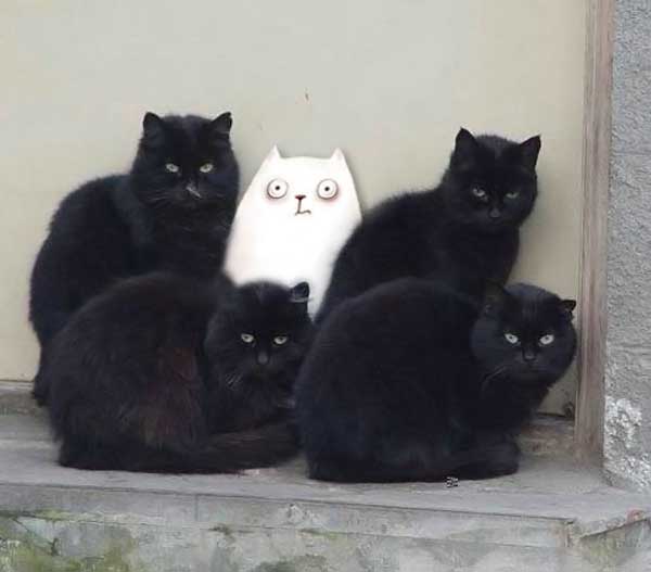 кошаки