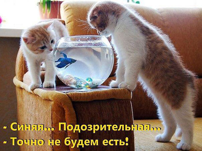 Котятки