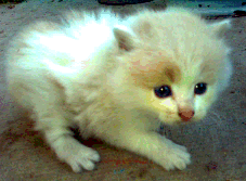 Котенок ищет хозяина 