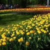 Моё, Санкт-Петербург, город, хорошо, фестиваль тюльпанов Моё, Санкт-Петербург, город, хорошо, фестиваль тюльпанов