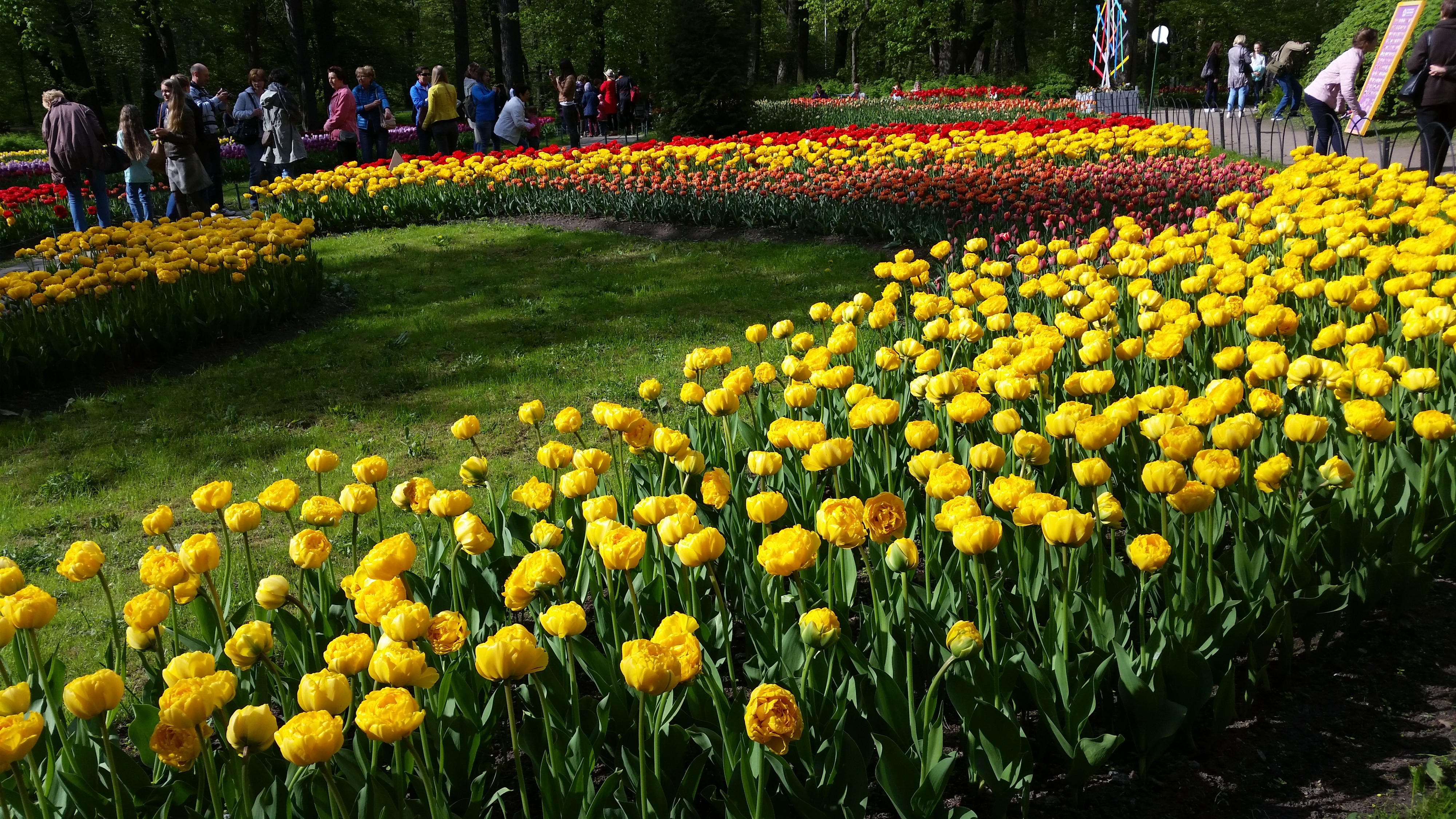 Моё, Санкт-Петербург, город, хорошо, фестиваль тюльпанов