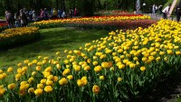 Моё, Санкт-Петербург, город, хорошо, фестиваль тюльпанов