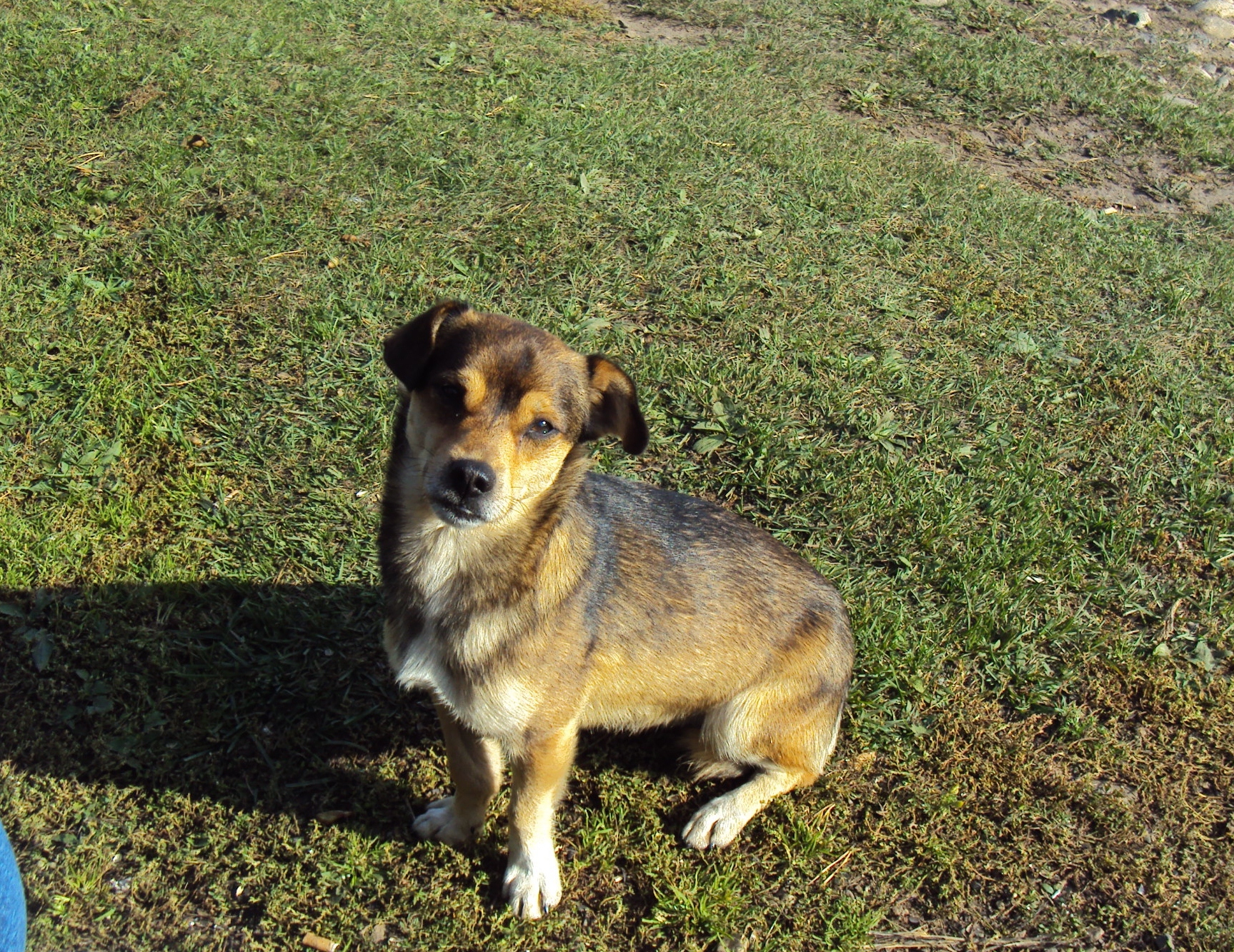 Пёсик на байкале