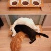 Логика кошек Логика кошек