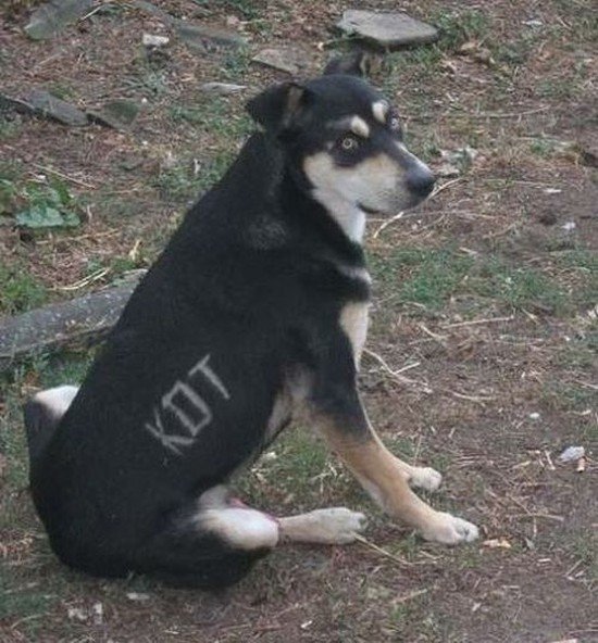 кот