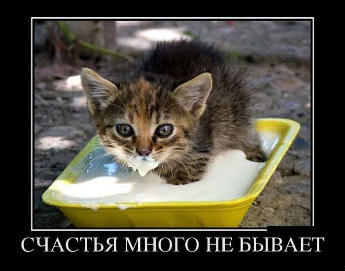 Счастья много не бывает