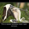 Путь к сердцу