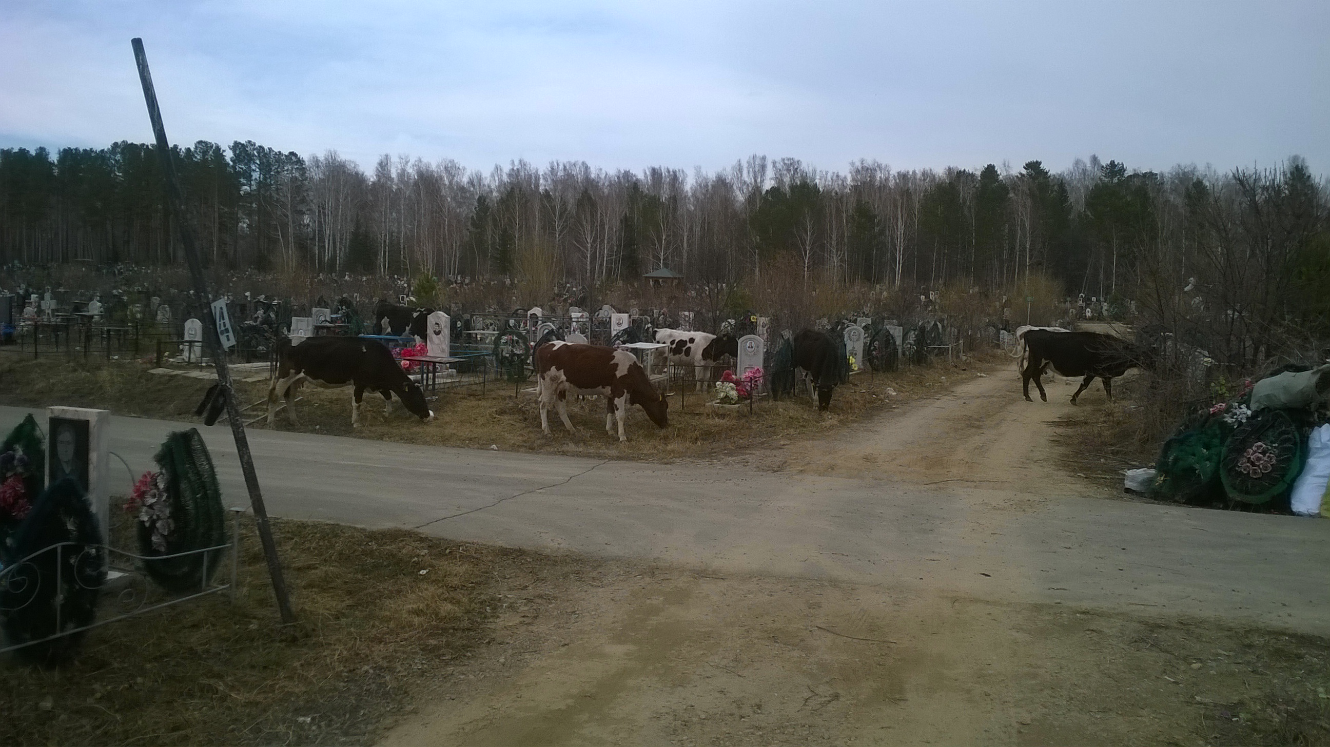 Кладбищенские белочки