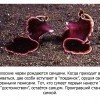 Самцы