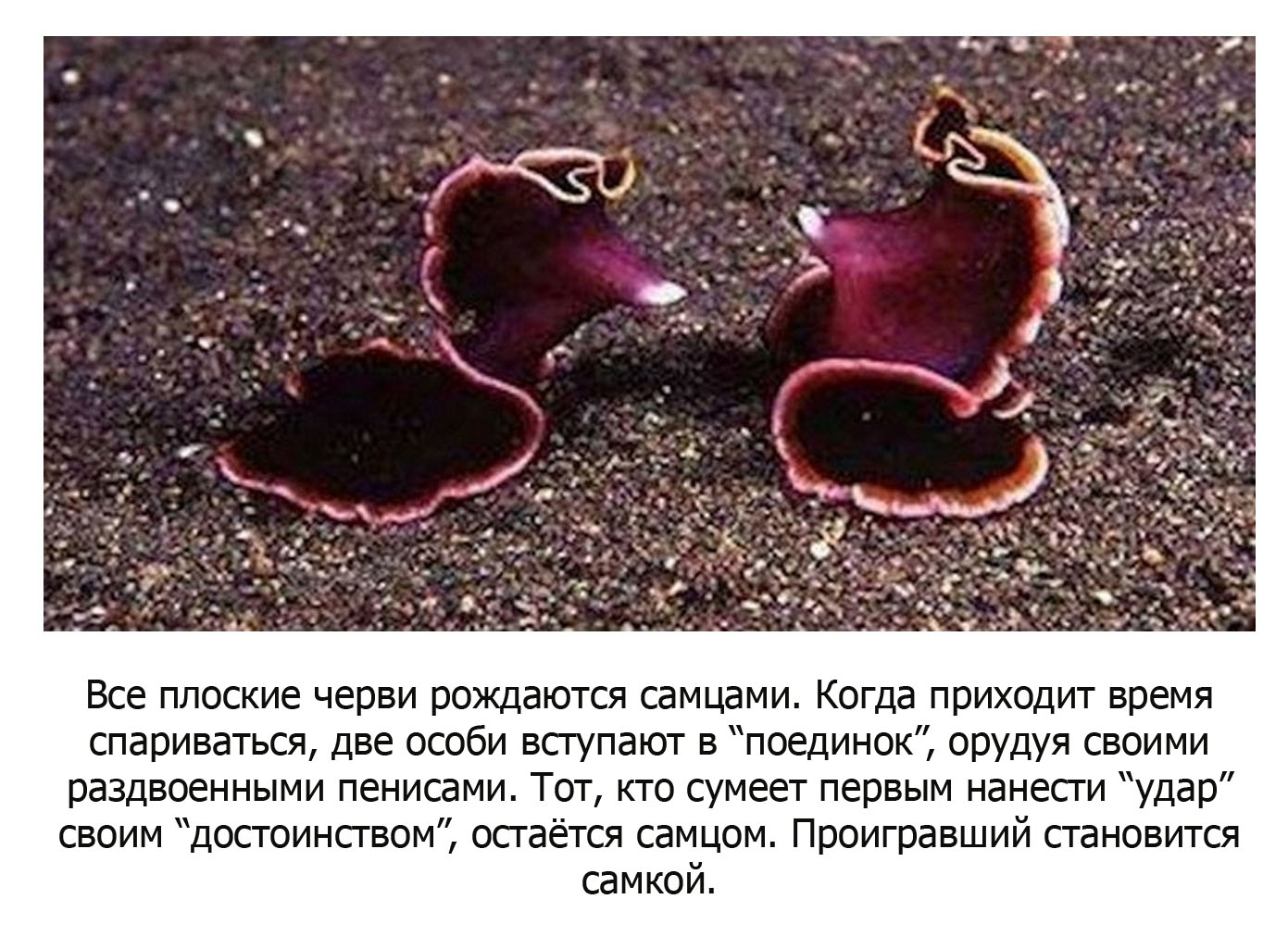 Самцы