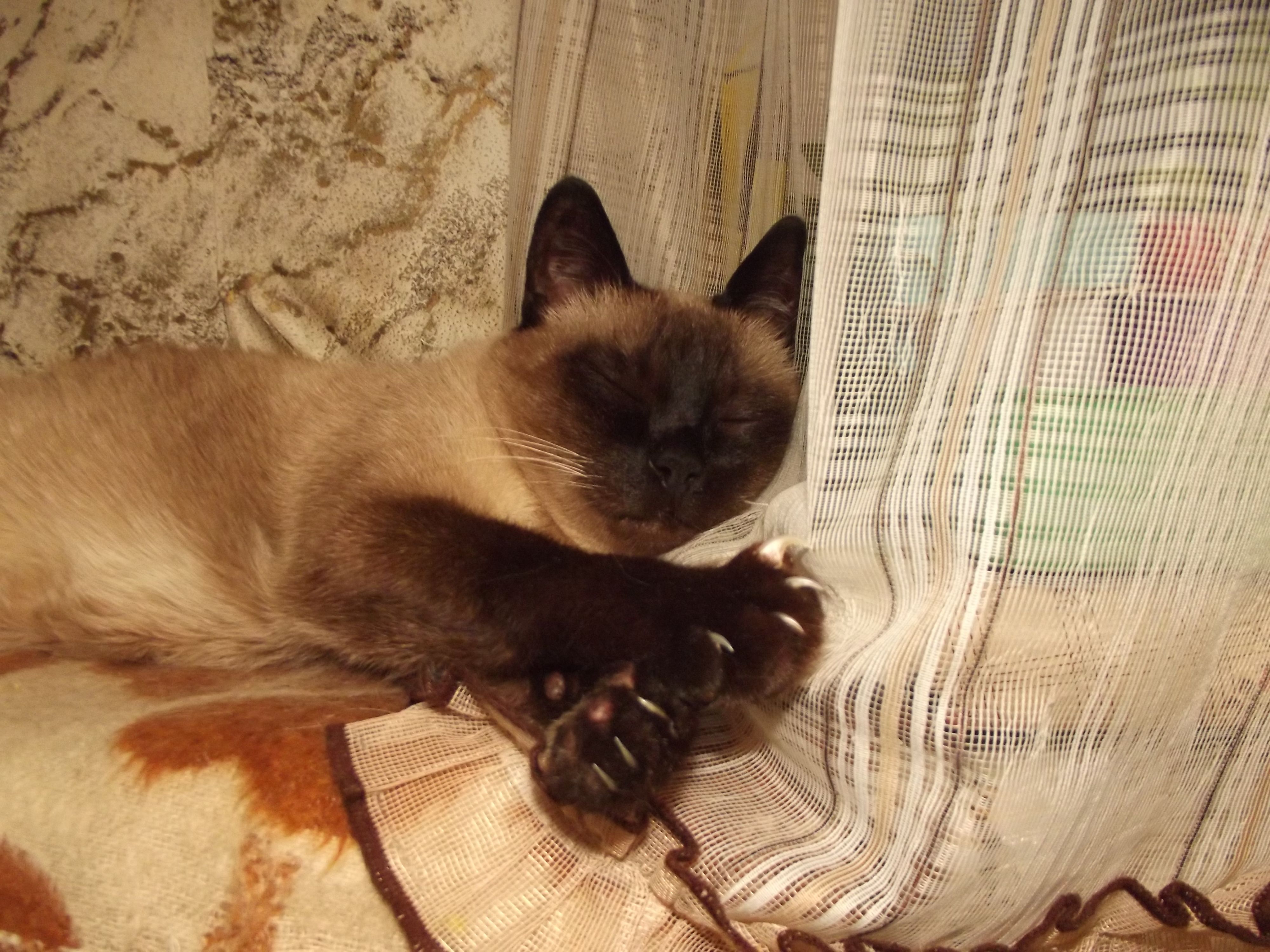 когтистый котэ