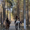 Я люблю свою лошадку, Причешу ей шёрстку гладко, Гребешком приглажу хвостик И верхом поеду в гости