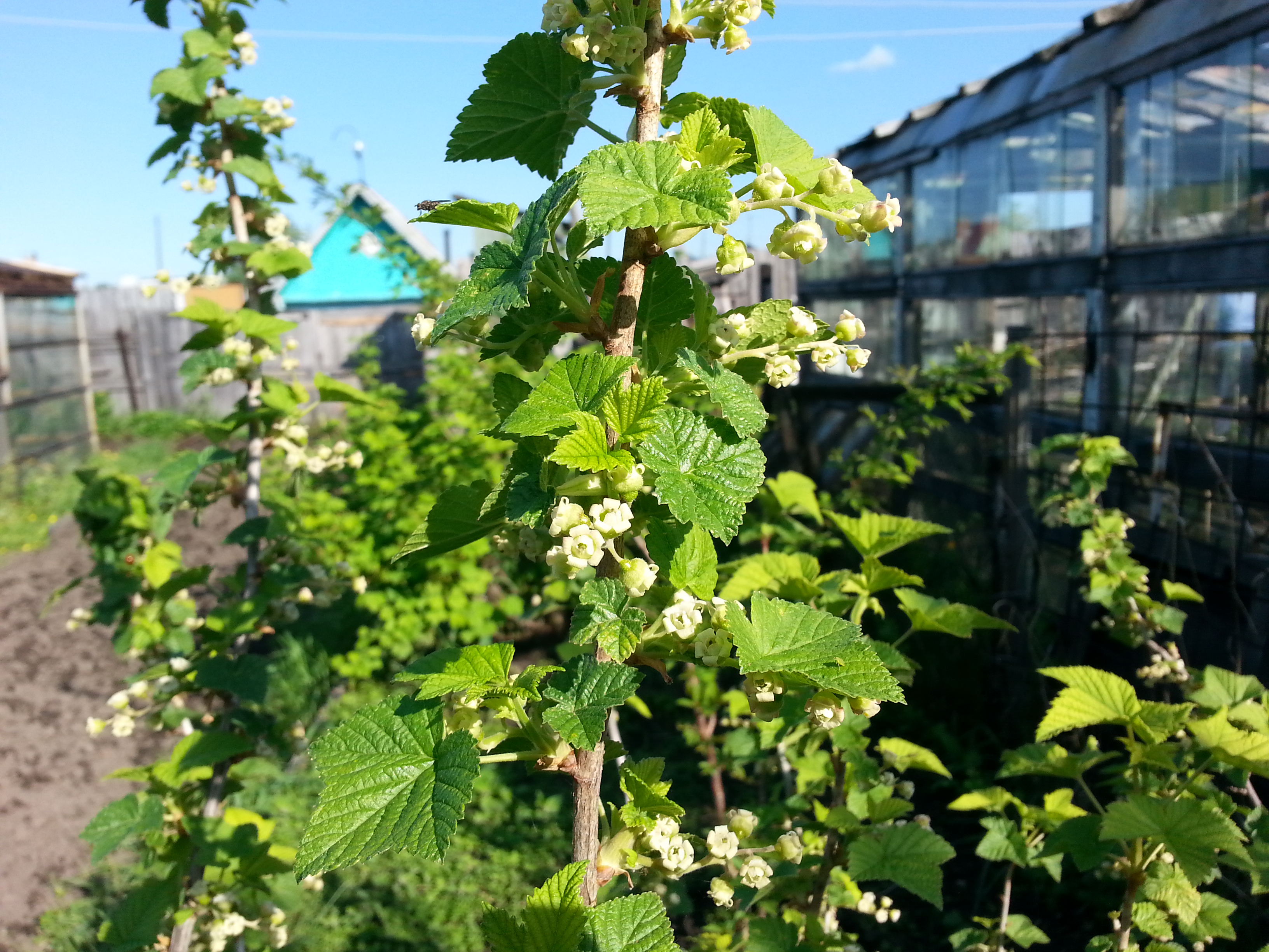 Смародинка)))))