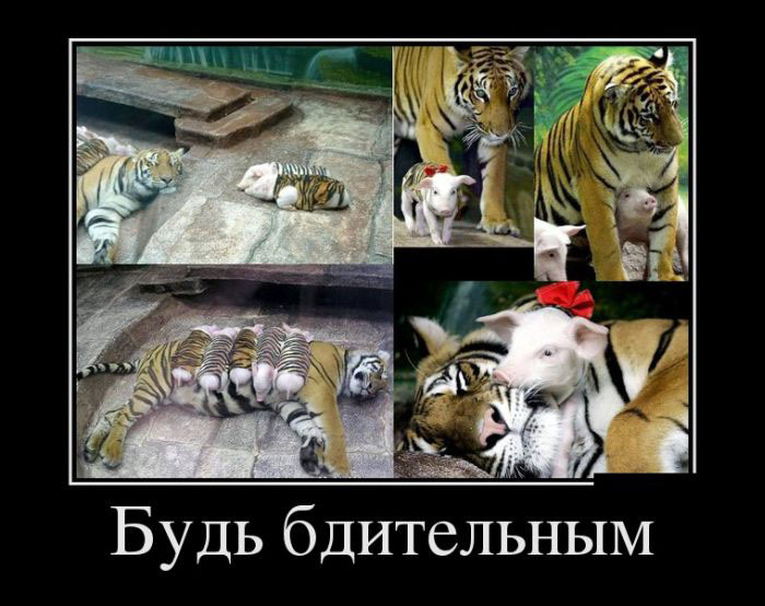 Будь бдительным