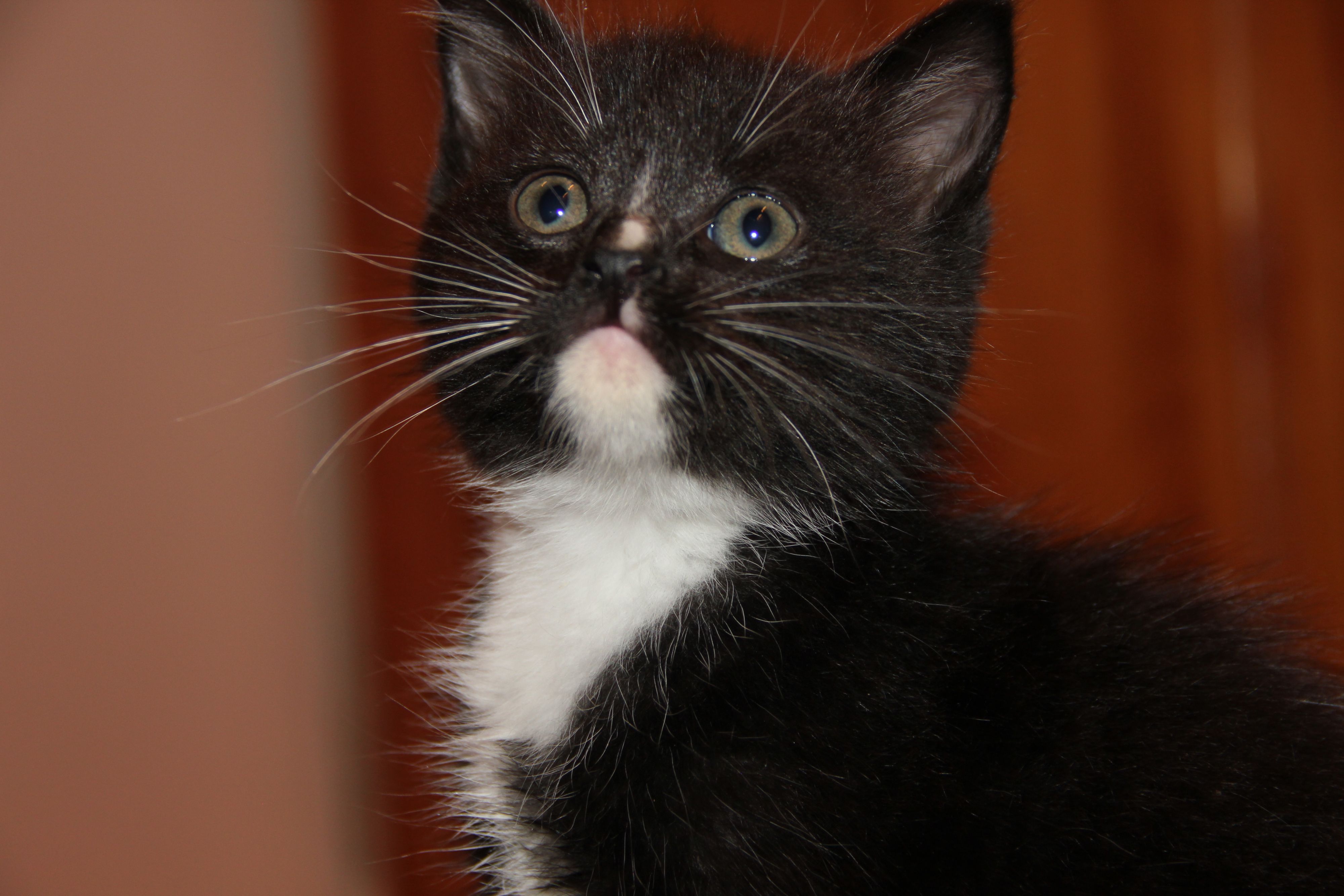 Отдам котят