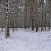 Прогулка по лесопарку "Родник"