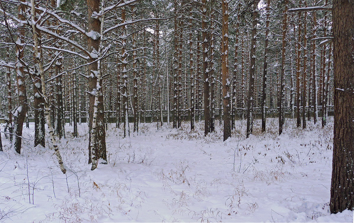 Прогулка по лесопарку "Родник"