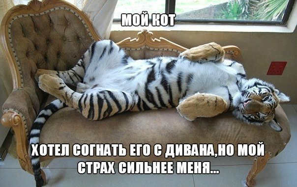 Мой кот