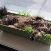Котэ Котэ