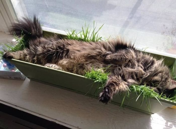 Котэ