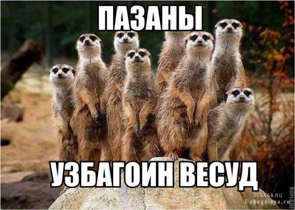 патцаны! узбагоин везуд)))))