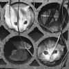 котята котята
