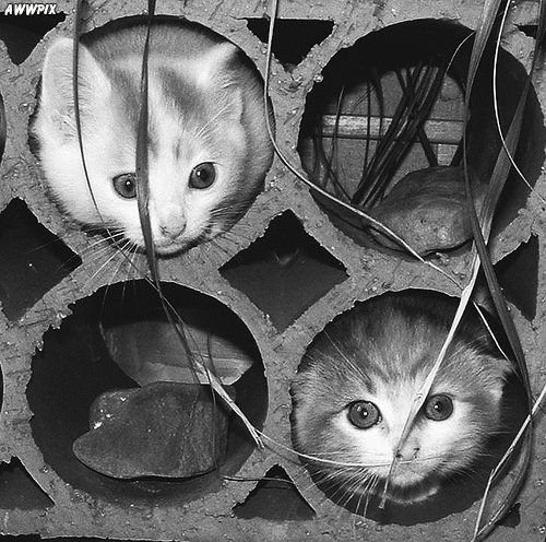 котята