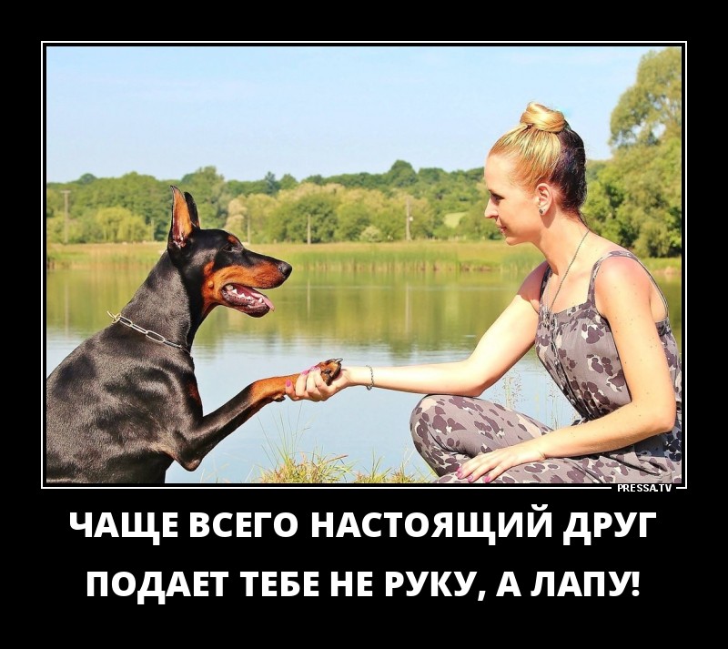 Дай лапу