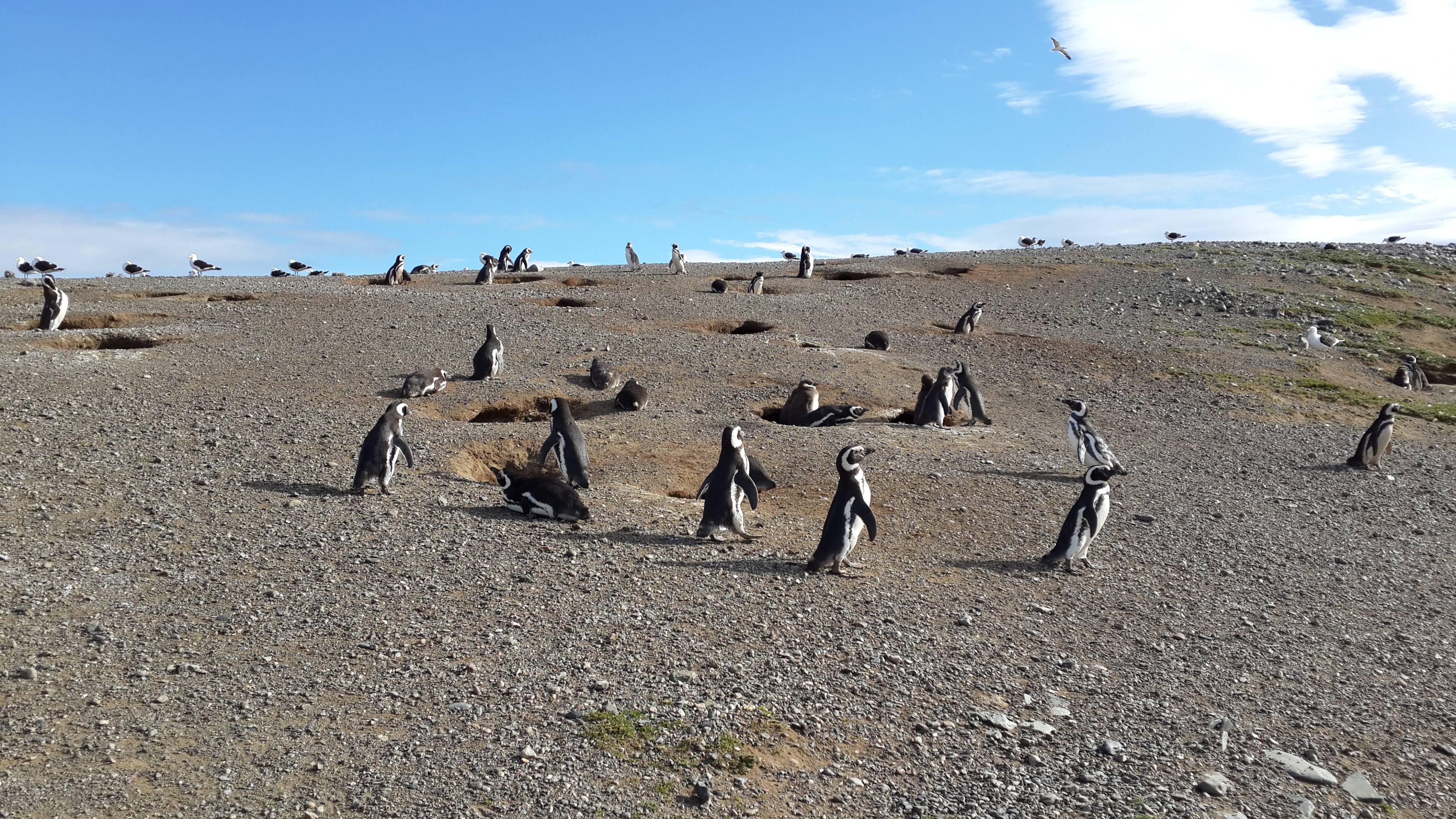 пингвины любят ходить парами 