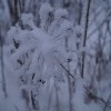 Рождественская звезда Рождественская звезда